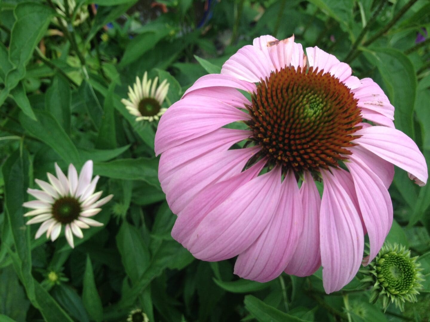 665622aff11d6_coneflower 1 665622aff11d6_coneflower 1